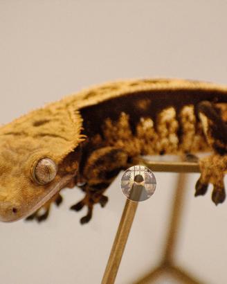 Femmina proven Correlophus ciliatus geco crestato