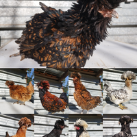 Galline Padovane