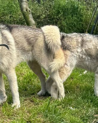 Siberian husky