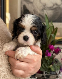Cuccioli Cavalier King Charles