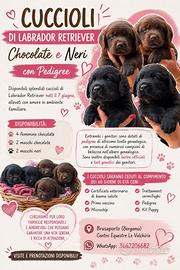 Labrador con pedigree enci