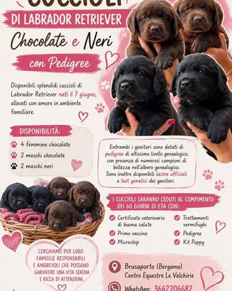 Labrador con pedigree enci
