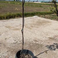 glicine ,hibiscus , tiglio, fico e nespolo in vaso