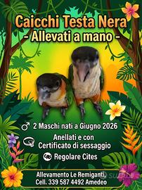 Caicchi testa nera allevati a mano