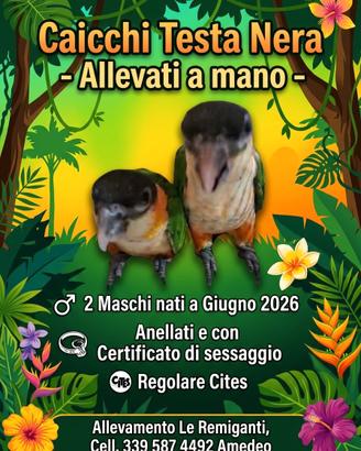 Caicchi testa nera allevati a mano