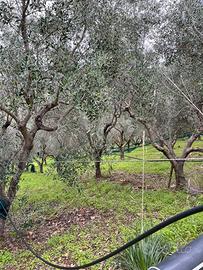 Oliveto con fabbricati