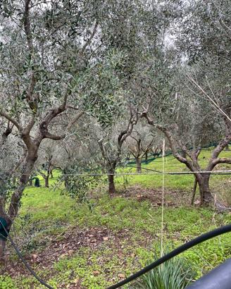 Oliveto con fabbricati