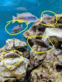 Chindongo elongatus Mpang