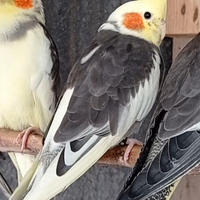 Pappagalli calopsite