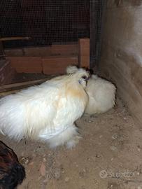 Gallo moroseta