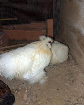 Gallo moroseta