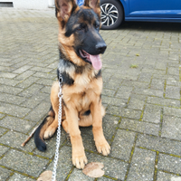 Cucciolo pastore tedesco