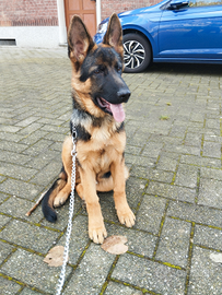 Cucciolo pastore tedesco