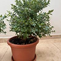 Pianta sempreverde siepe bosso