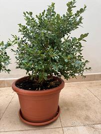 Pianta sempreverde siepe bosso