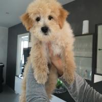 Cucciolo barboncino nano