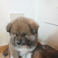 Disponibili cuccioli di 3 mesi incrocio Akita inu