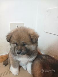 Disponibili cuccioli di 3 mesi incrocio Akita inu