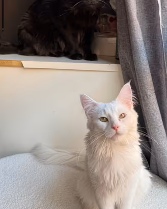 Maine coon cuccioli