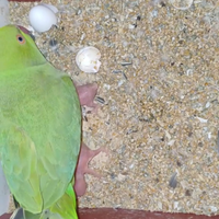 Parrocchetti dal collare