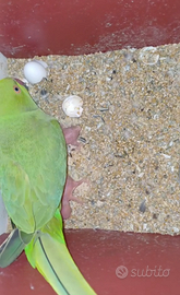 Parrocchetti dal collare