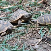 Testuggini tartarughe di terra hermanni hermanni
