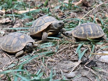 Testuggini tartarughe di terra hermanni hermanni