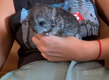 Cucciola cincillà
