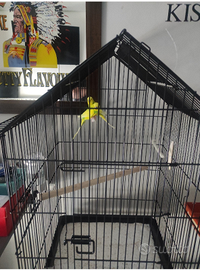 Cocoriti più gabbia