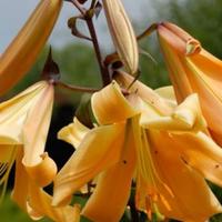 3 lilium African Queen lilium a fiore grande