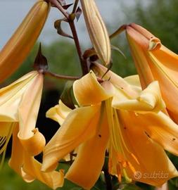 3 lilium African Queen lilium a fiore grande