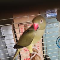 Parrocchetto dal collare