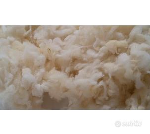 Fiocchi di lana cardata pulita e lavata