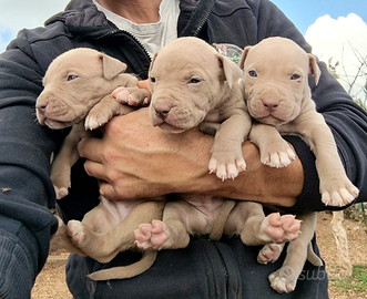 Disponibili APBT Silver