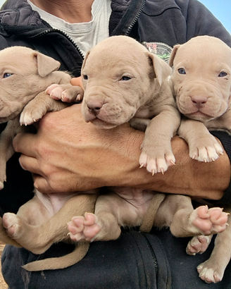 Disponibili APBT Silver