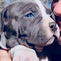 Cuccioli di american staffordshire amstaff blu