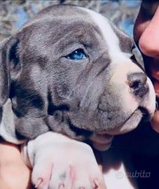 Cuccioli di american staffordshire amstaff blu