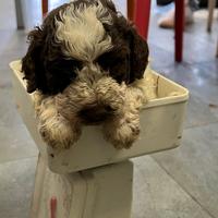 Lagotto da Tartufo