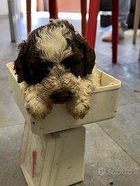 Lagotto da Tartufo