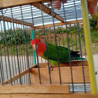 Maschio verde/lutino