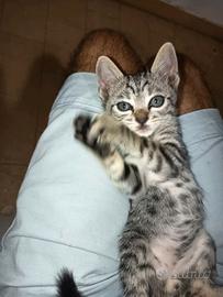 trap 2 mesi maschio gatto