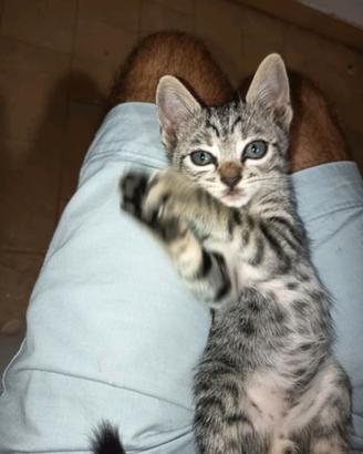 trap 2 mesi maschio gatto