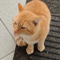 Gatto rosso 6 anni molto attivo