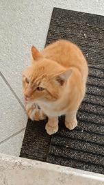 Gatto rosso 6 anni molto attivo