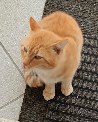 Gatto rosso 6 anni molto attivo