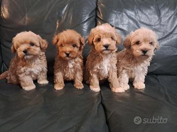 Maltipoo cuccioli