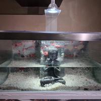 Acquario +Betta splendens femmina