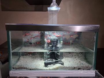 Acquario +Betta splendens femmina