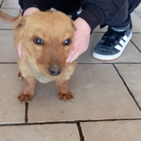 Cucciolo taglia piccolissima