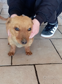 Cucciolo taglia piccolissima